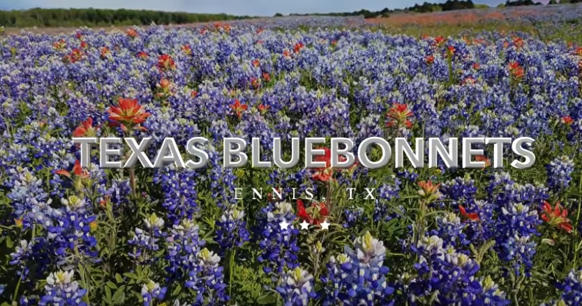 Bluebonnet Trails Ennis News